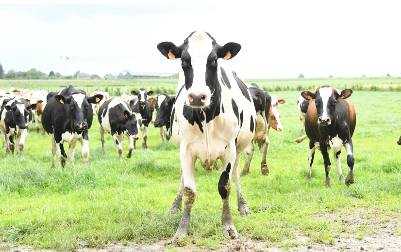 Steeds minder biomelkkoeien, maar biomelkproductie stijgt