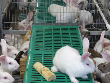 "Konijnenmest beter voor biodiversiteit dan koeienmest"