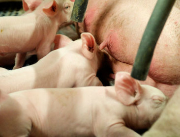Tijd tikt weg voor uitbetaling van varkenstoeslag