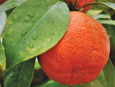 Sneller dan EFSA beoordelen de media chloorpyrifos