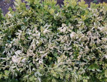 Late lentenachtvorst geeft grote schade in de sierteelt