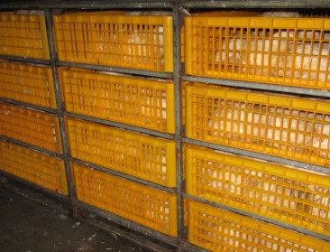 "Pechstrook niet voorzien op pluimveetransport"