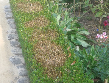 Oorlog op drie fronten om ziekte in buxus te voorkomen en bestrijden