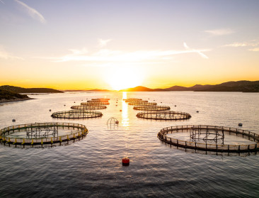 Nieuwe ‘Feed Standard’ voor aquacultuur: “90% van milieu-impact komt van voer”