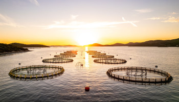Nieuwe ‘Feed Standard’ voor aquacultuur: “90% van milieu-impact komt van voer”