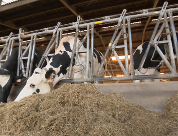 #Coronacreativiteit: Inagro deelt knowhow via filmpjes met melkveehouders