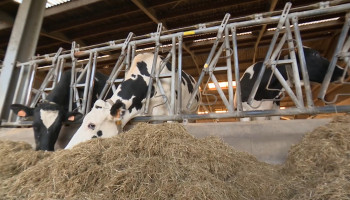 #Coronacreativiteit: Inagro deelt knowhow via filmpjes met melkveehouders