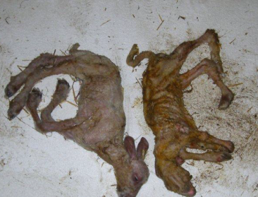 Waakzaamheid voor schmallenbergvirus is geboden