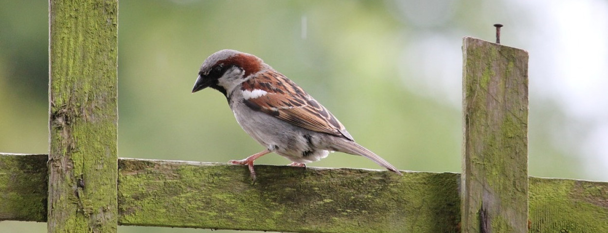 huismus-vogel-1280