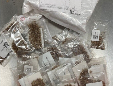 FAVV onderschept 180 postpakketten zaaizaden besteld via buitenlandse webshop