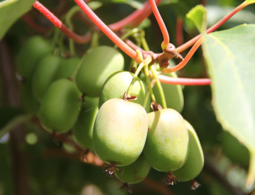 Oogst kiwibessen weer op peil