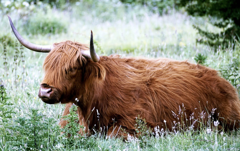 Natuur en Bos zet Schotse hooglanders in op spoorwegberm Dilbeek