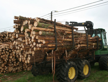 Rekenhof neemt Vlaamse ontbossing onder de loep
