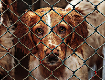 Meer financiële steun voor dierenasielen