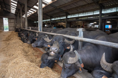Buffels op stal in Schilde