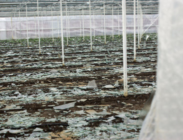 KBC ontving al 1.250 stormschademeldingen uit land- en tuinbouw