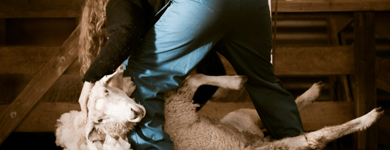 vrouw landbouw boerin schaap_unsplash