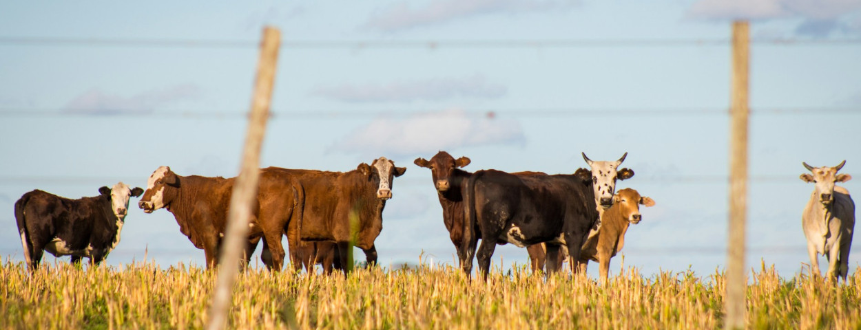 mercosur koe argentinië brazilie
