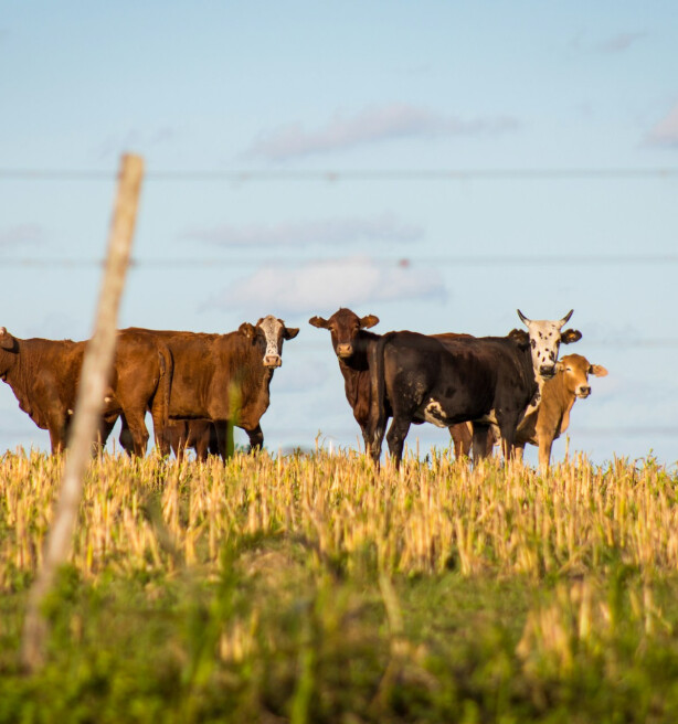 EU-audit legt gebreken bloot in hormonencontrole Braziliaans rundvlees