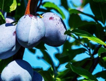 Kunnen pruimen nicheteelt worden in fruitsector?