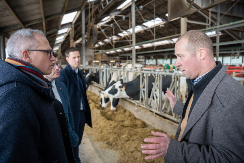 Maenhout in de stal met Diependaele