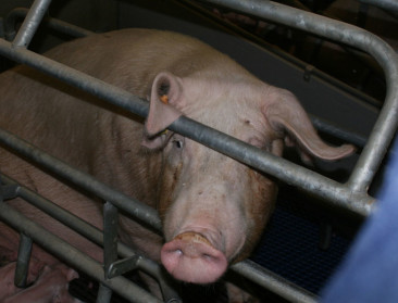 Twee op drie Nederlandse varkensboeren besmet met MRSA