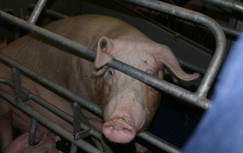 Twee op drie Nederlandse varkensboeren besmet met MRSA
