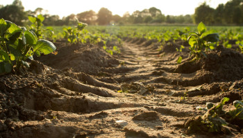 Waarom niet alle landbouwers al aan het koolstofboeren zijn