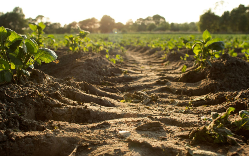 Waarom niet alle landbouwers al aan het koolstofboeren zijn