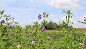 Welke kansen bieden de GLB-steunmaatregelen voor teeltplannen in 2026?