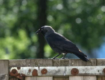 Kauwenplaag in West-Vlaanderen: landbouwers en lokale besturen vragen ruimere bestrijding