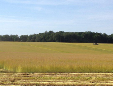 Vlasvezel biedt mogelijkheden voor duurzame materialen