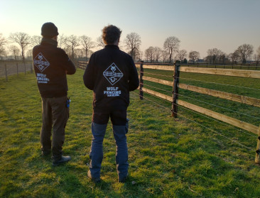 Wolf Fencing Team vraagt Antwerpse veehouders omheining te verstevigen