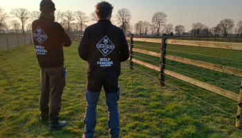 Wolf Fencing Team vraagt Antwerpse veehouders omheining te verstevigen