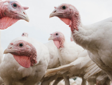 Uitbraak van vogelgriep op kalkoenbedrijf in Deerlijk