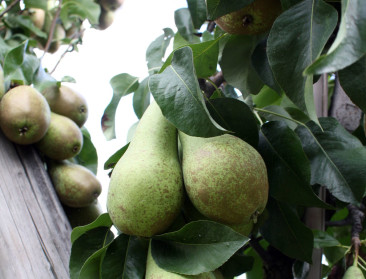 Fruittelers kunnen een nieuwe perenhype goed gebruiken