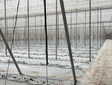 Vlaamse tomatenteler breidt uit met eigen productie in Marokko