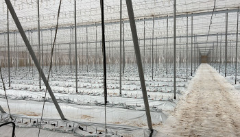 Vlaamse tomatenteler breidt uit met eigen productie in Marokko