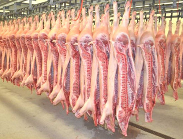 FEBEV neemt zelf stappen om dierenwelzijn te waarborgen