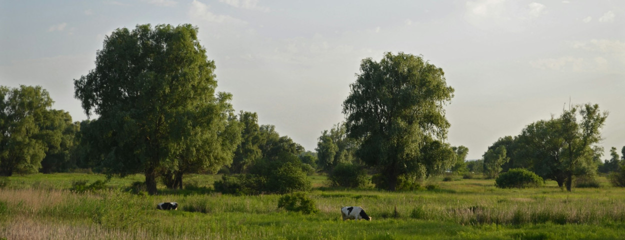 natuur koeien gras bomen