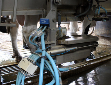 Wie melkproductie minderde moet vergoeding aanvragen