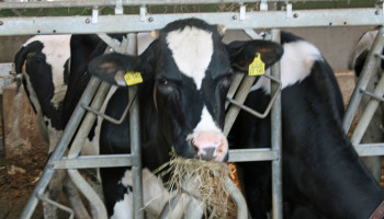 Exotische ziekte EHD duikt voor eerst op bij runderen in Europa