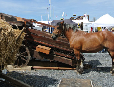 Brabants trekpaard immaterieel cultureel erfgoed?