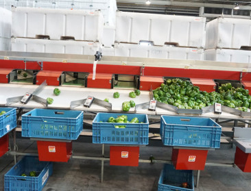 BelOrta en Coöperatie Hoogstraten laten fusie-idee los