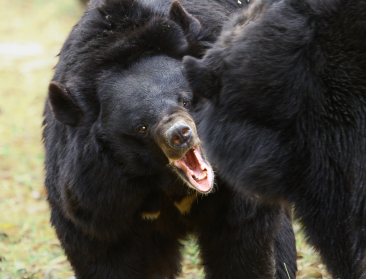 Hoe Japan zijn berenprobleem opeet