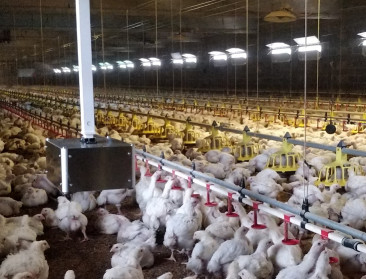 ChickenBoy wordt de beste vriend van vleeskippenhouders