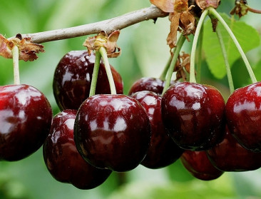 Turkije wil nummer 1 in kersenexport worden