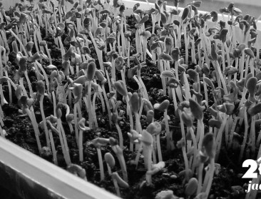 Flashback 2011: EHEC-crisis richt ravage aan