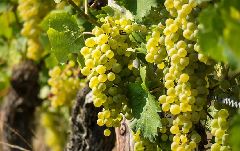 Pcfruit in Sint-Truiden richt zich op mousserende wijn