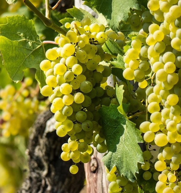Pcfruit in Sint-Truiden richt zich op mousserende wijn